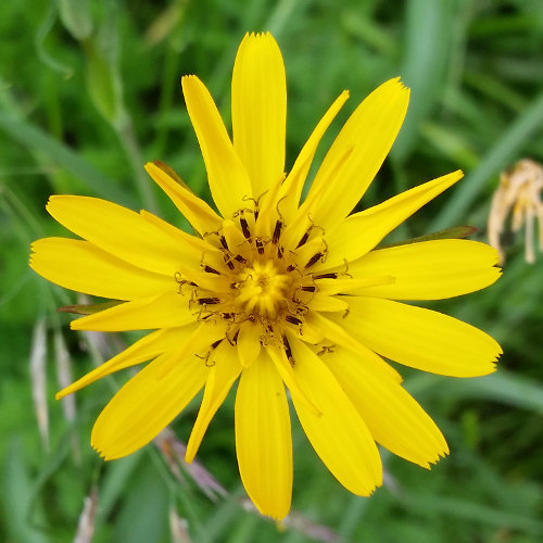 Wiesen-Bocksbart / Tragopogon pratensis