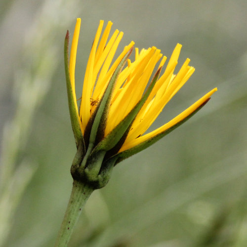 Wiesen-Bocksbart / Tragopogon pratensis