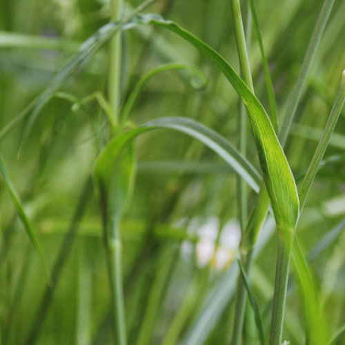 Wiesen-Bocksbart / Tragopogon pratensis