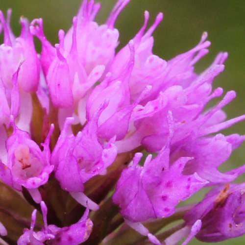 Kugelorchis / Traunsteinera globosa