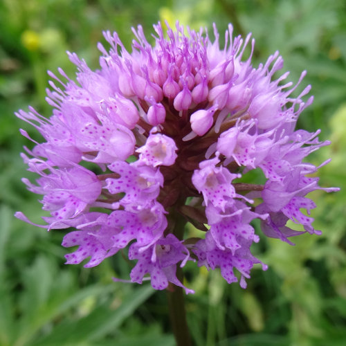 Kugelorchis / Traunsteinera globosa