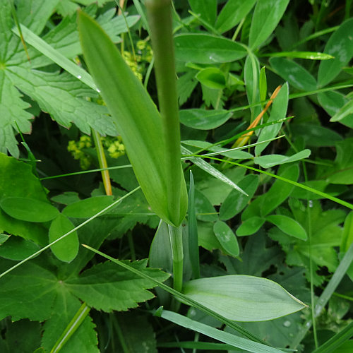 Kugelorchis / Traunsteinera globosa