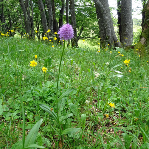 Kugelorchis / Traunsteinera globosa