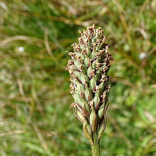 Kugelorchis / Traunsteinera globosa