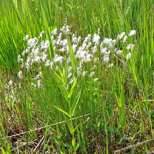 Alpen-Haarbinse / Trichophorum alpinum