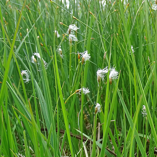 Alpen-Haarbinse / Trichophorum alpinum