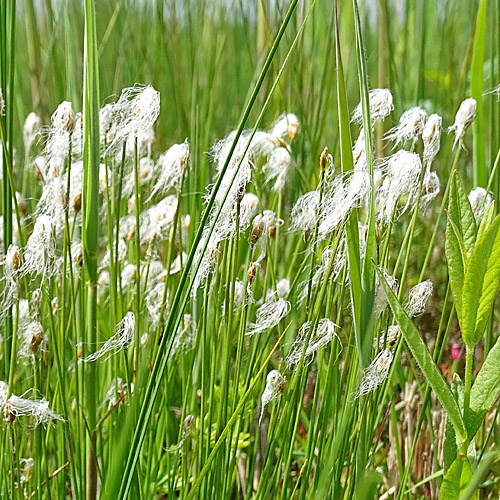 Alpen-Haarbinse / Trichophorum alpinum