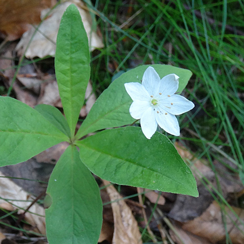 Siebenstern / Trientalis europaea