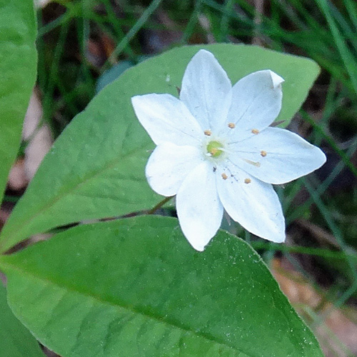 Siebenstern / Trientalis europaea