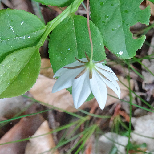 Siebenstern / Trientalis europaea