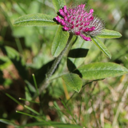 Hügel-Klee / Trifolium alpestre