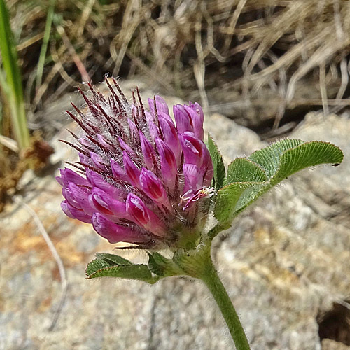 Hügel-Klee / Trifolium alpestre