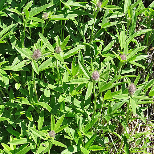 Hügel-Klee / Trifolium alpestre