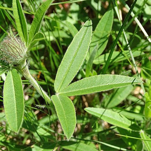 Hügel-Klee / Trifolium alpestre