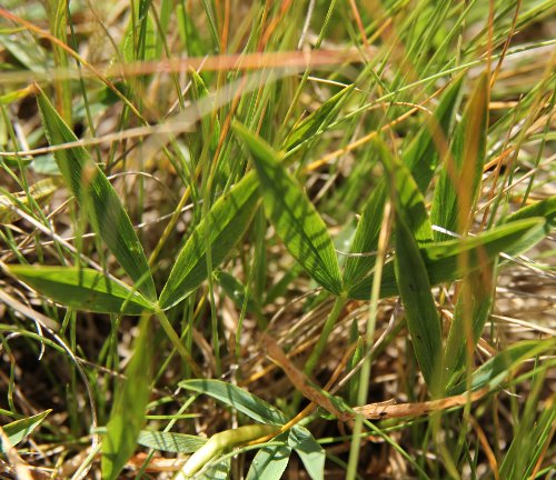 Alpen-Klee / Trifolium alpinum