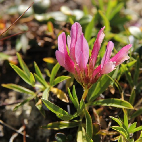Alpen-Klee / Trifolium alpinum