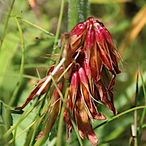 Alpen-Klee / Trifolium alpinum