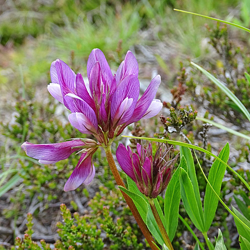 Alpen-Klee / Trifolium alpinum