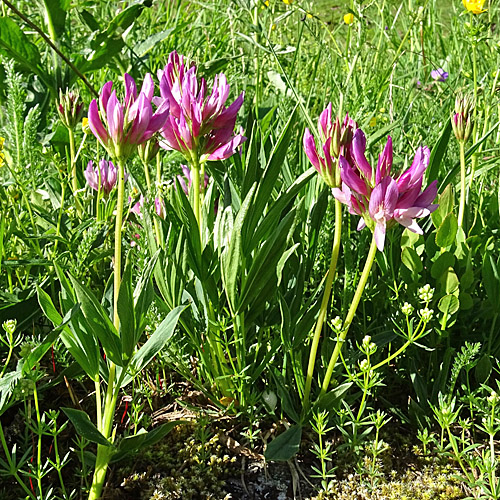 Alpen-Klee / Trifolium alpinum