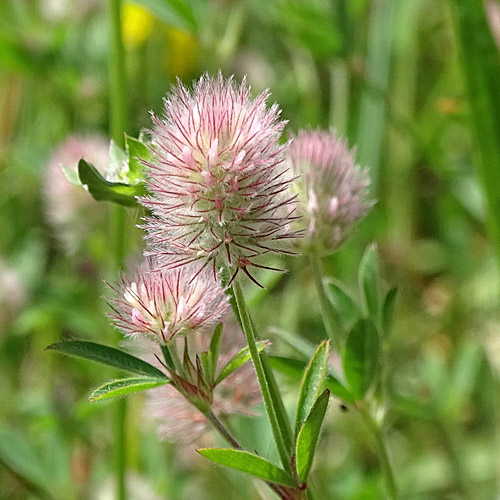 Hasen-Klee / Trifolium arvense