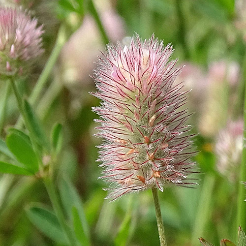 Hasen-Klee / Trifolium arvense