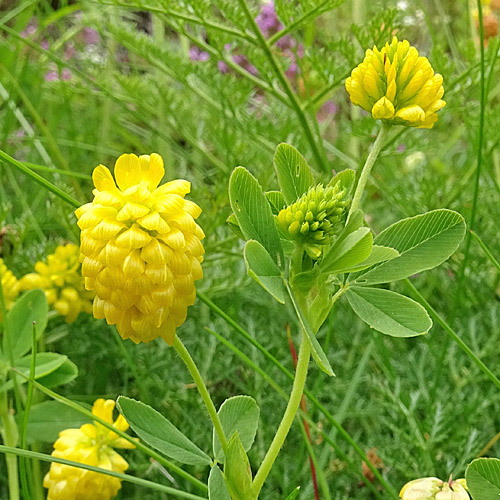 Gold-Klee / Trifolium aureum