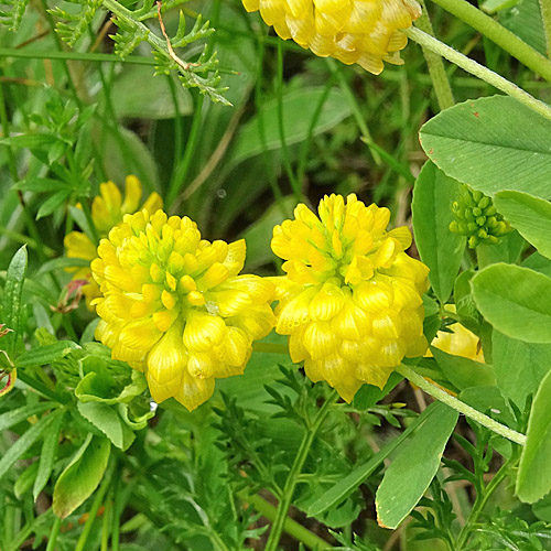 Gold-Klee / Trifolium aureum