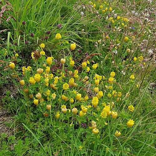 Gold-Klee / Trifolium aureum