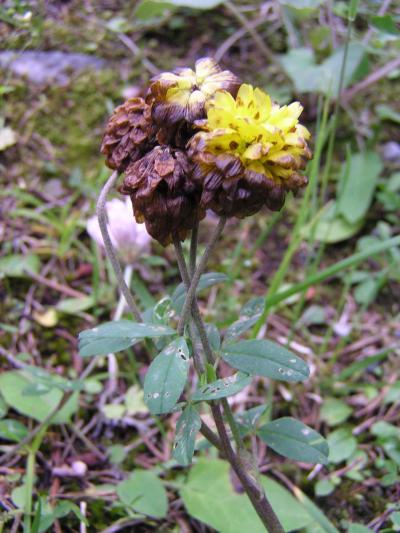 Braun-Klee / Trifolium badium