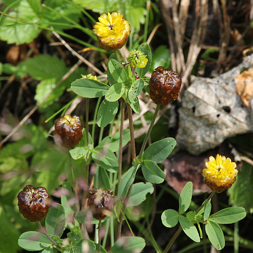 Braun-Klee / Trifolium badium