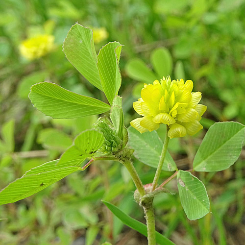 Feld-Klee / Trifolium campestre