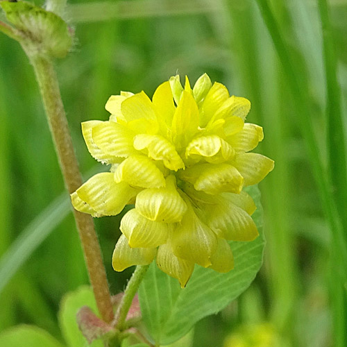 Feld-Klee / Trifolium campestre