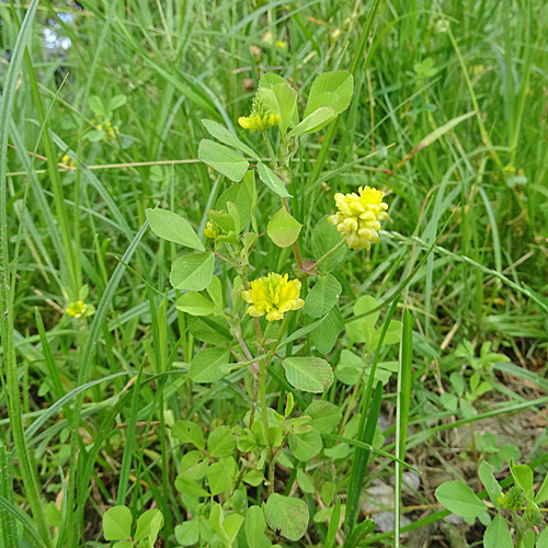 Feld-Klee / Trifolium campestre