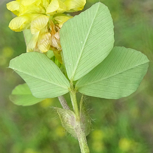 Feld-Klee / Trifolium campestre