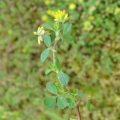 Zweifelhafter Klee / Trifolium dubium