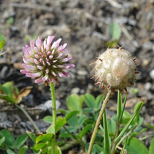 Erdbeer-Klee / Trifolium fragiferum