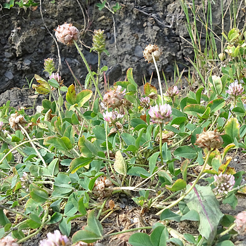 Erdbeer-Klee / Trifolium fragiferum