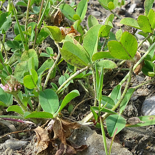 Erdbeer-Klee / Trifolium fragiferum