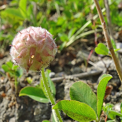 Erdbeer-Klee / Trifolium fragiferum