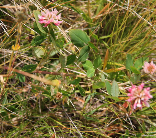 Gewöhnlicher Bastard-Klee / Trifolium hybridum