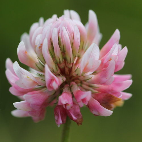 Gewöhnlicher Bastard-Klee / Trifolium hybridum