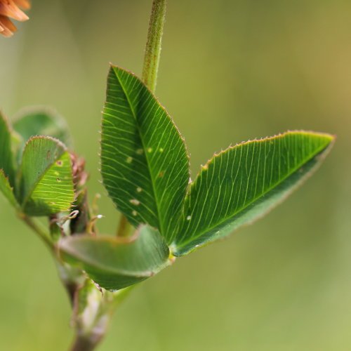 Gewöhnlicher Bastard-Klee / Trifolium hybridum