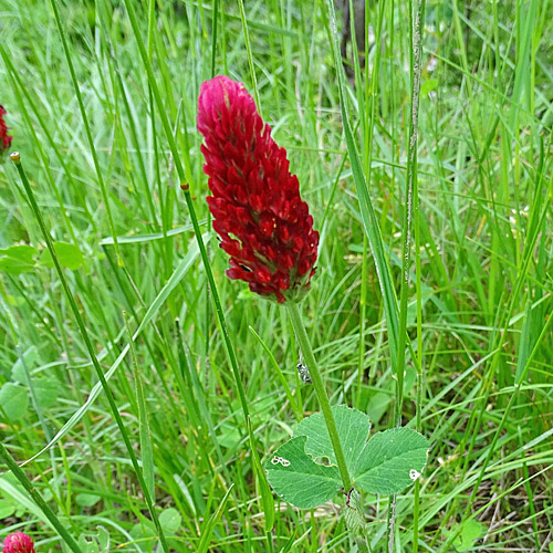 Inkarnat-Klee / Trifolium incarnatum