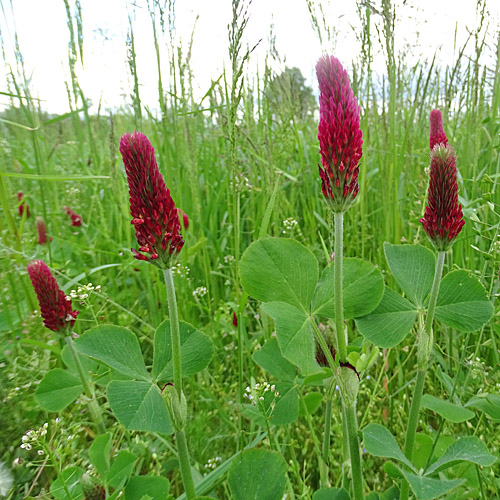 Inkarnat-Klee / Trifolium incarnatum