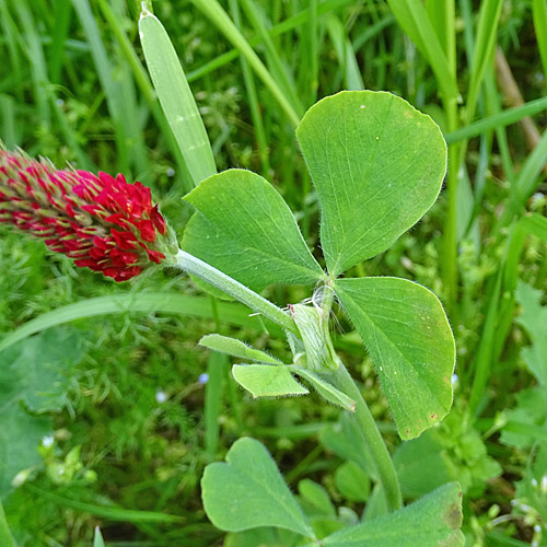 Inkarnat-Klee / Trifolium incarnatum