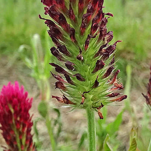 Inkarnat-Klee / Trifolium incarnatum