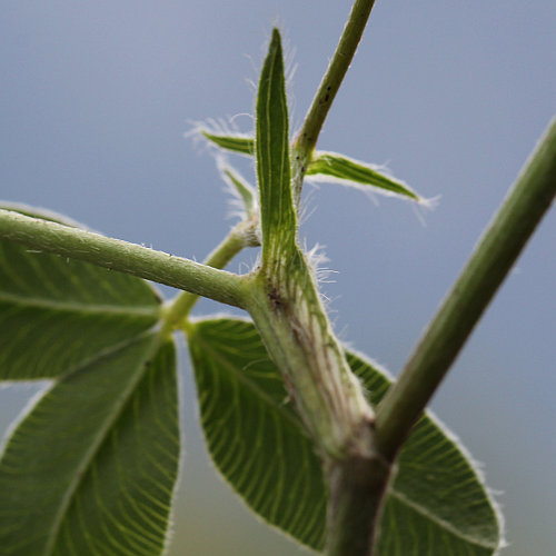 Mittlerer Klee / Trifolium medium