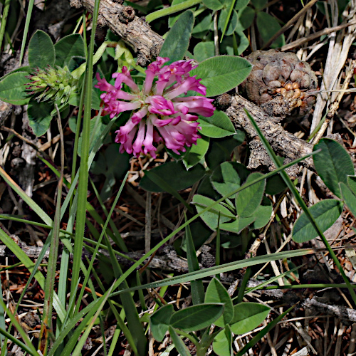 Mittlerer Klee / Trifolium medium