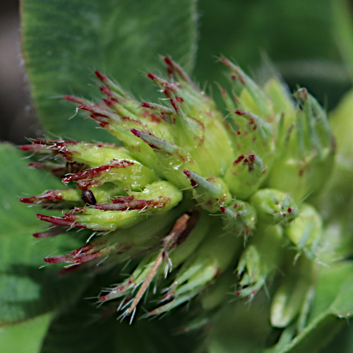 Mittlerer Klee / Trifolium medium