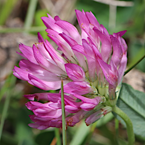 Mittlerer Klee / Trifolium medium